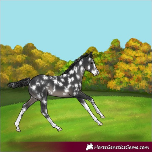 Horse Color:White Spotted Black Splash