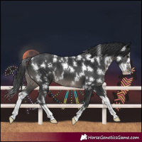 Horse Color:White Spotted Black Splash 