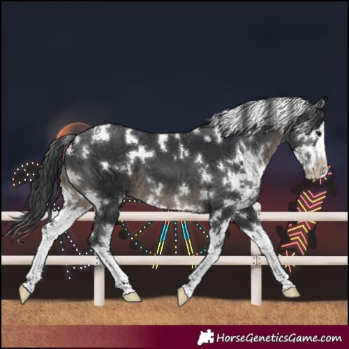 Horse Color:White Spotted Black Splash 
