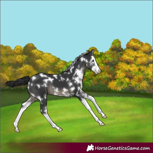 Horse Color:White Spotted Black Splash
