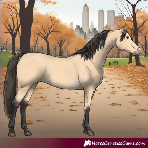 Horse Color:Buckskin 