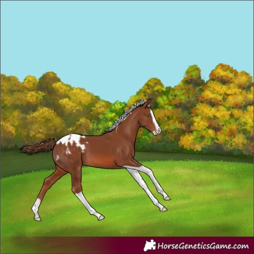 Horse Color:Chestnut Splash Tobiano Appaloosa 