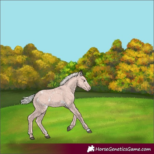 Horse Color:White Spotted Silver Black