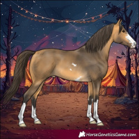 Horse Color:Buckskin