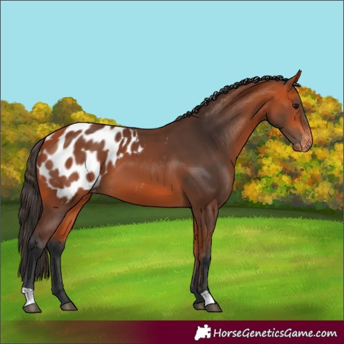 Horse Color:Bay Blanket