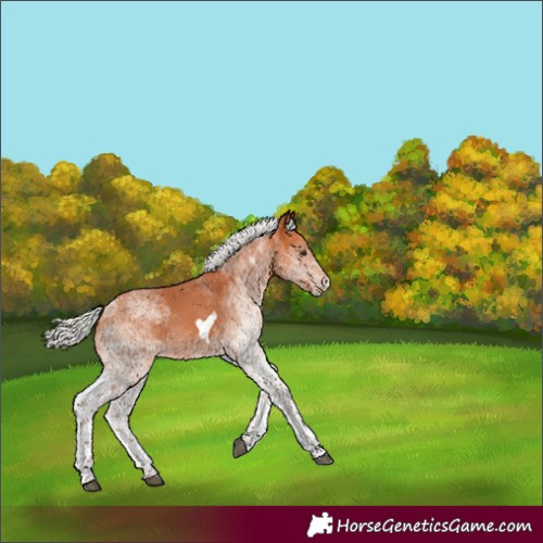 Horse Color:White Spotted Silver Bay Tobiano 