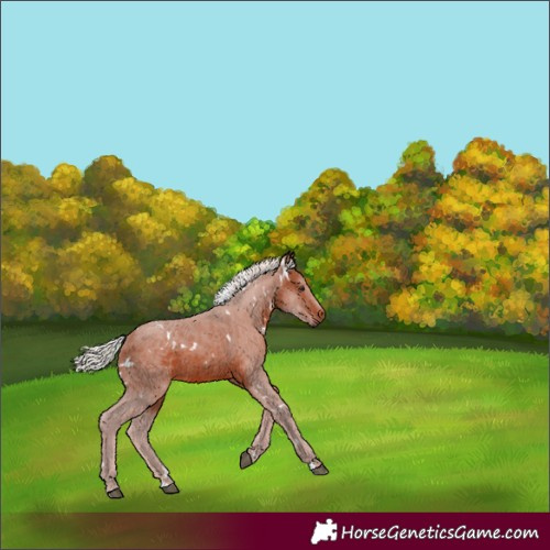 Horse Color:White Spotted Silver Bay 