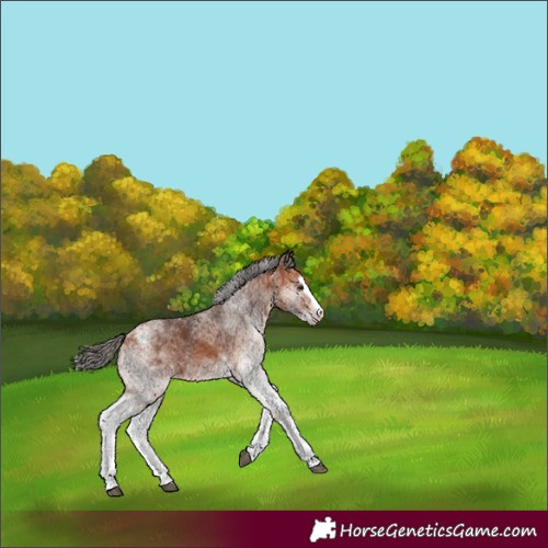Horse Color:White Spotted Bay Splash Appaloosa 