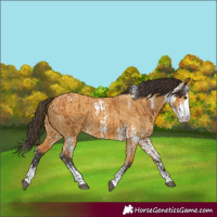 Horse Color:Buckskin Sabino  and Buckskin Dun Sabino 