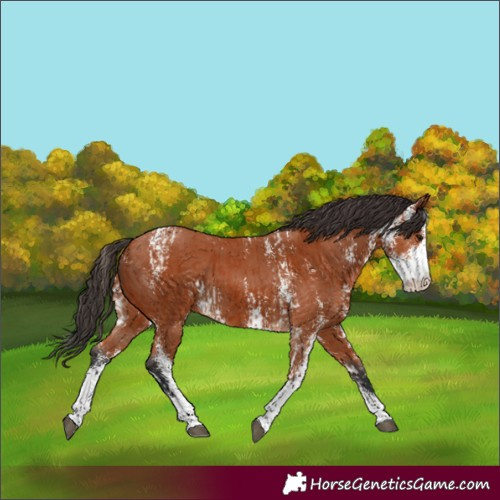 Horse Color:Bay Sabino  and Bay Sabino 
