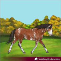 Horse Color:Bay Sabino  and Bay Sabino 