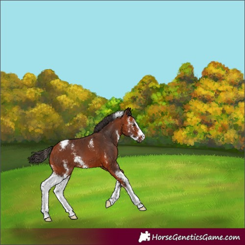 Horse Color:Bay Sabino 