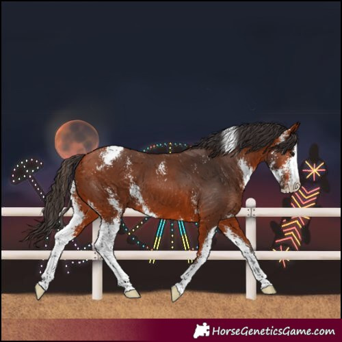 Horse Color:Bay Sabino 