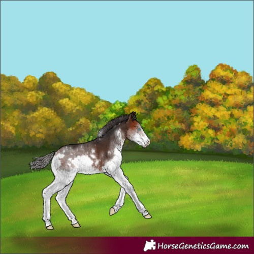 Horse Color:White Spotted Bay Sabino Splash