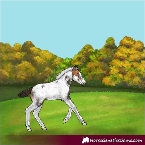 Horse Color:Buckskin Sabino Tobiano Frame 