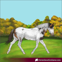 Horse Color:Buckskin Sabino Tobiano Frame 