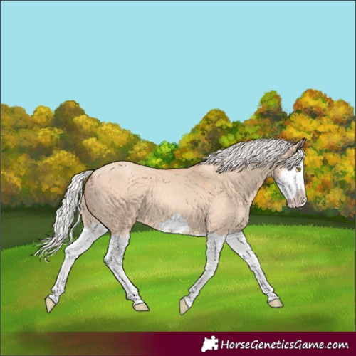Horse Color:Silver Classic Champagne Dun Splash Frame 
