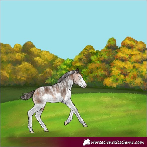 Horse Color:Powder White Bay Sabino Splash 