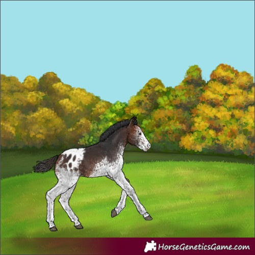 Horse Color:White Spotted Bay Appaloosa
