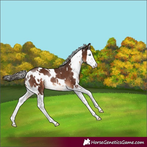 Horse Color:White Spotted Liver Chestnut Sabino Splash Rabicano