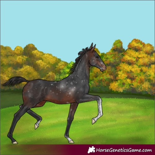 Horse Color:Brown Tobiano Appaloosa Rabicano 