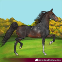 Horse Color:Brown Tobiano Varnish Rabicano