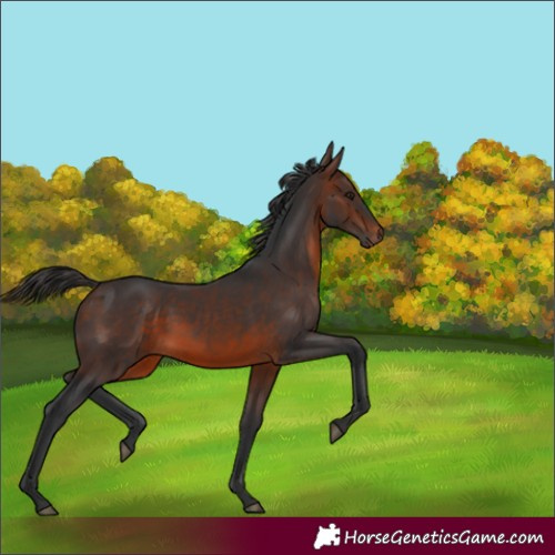 Horse Color:Brown Rabicano