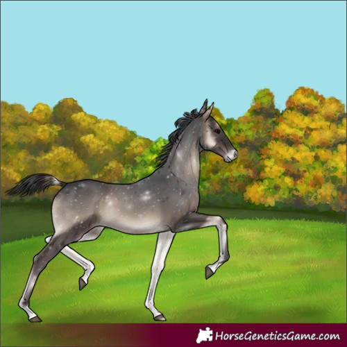 Horse Color:Blue Onyx Rabicano 