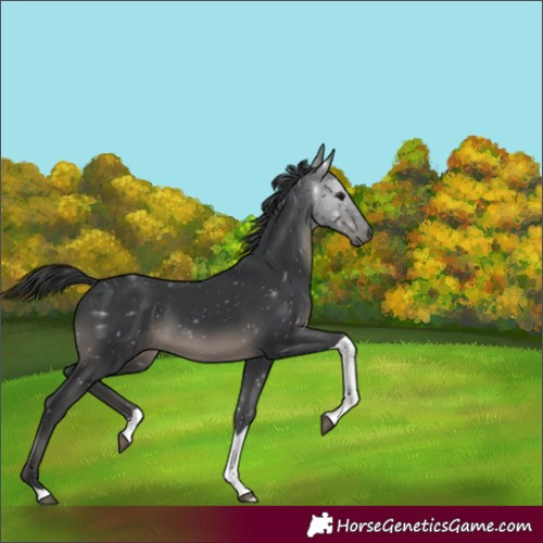 Horse Color:Black Tobiano Rabicano 