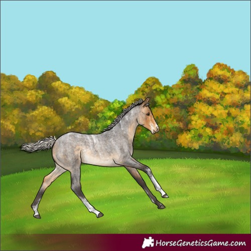 Horse Color:Powder White Silver Buckskin Roan
