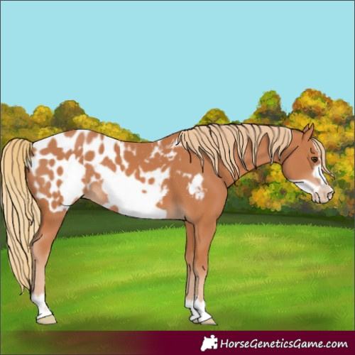 Horse Color:Chestnut Frame Blanket Rabicano