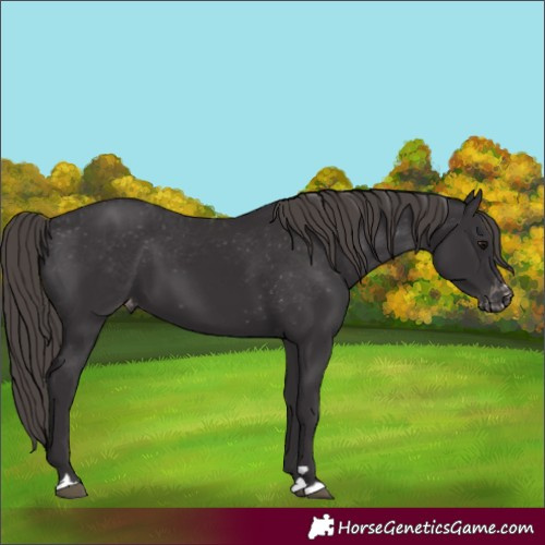 Horse Color:Smoky Black Appaloosa 