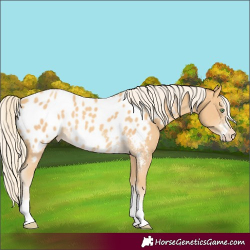 Horse Color:Gold Cream Champagne Sabino Appaloosa Rabicano 