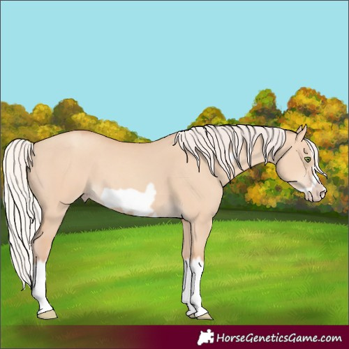 Horse Color:Silver Classic Champagne Dun Splash Frame