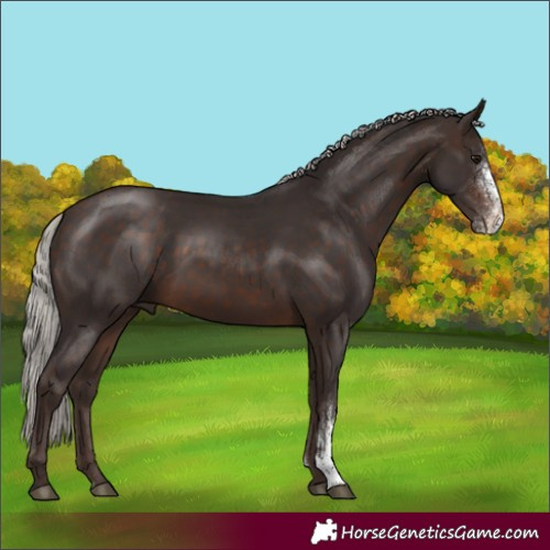 Horse Color:Silver Brown Sabino 