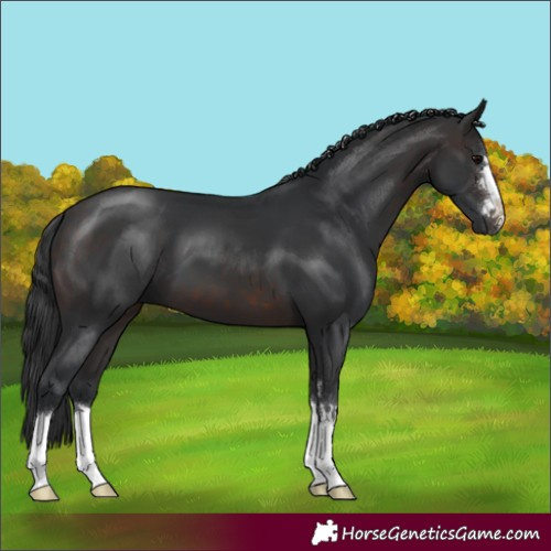 Horse Color:Brown 