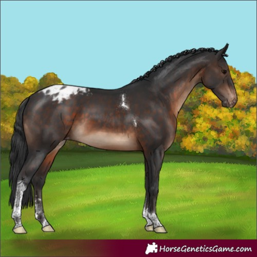 Horse Color:Brown Tobiano Appaloosa Rabicano