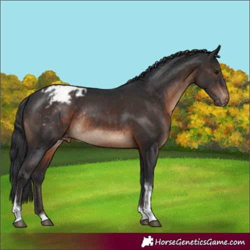 Horse Color:Brown Tobiano Appaloosa Rabicano