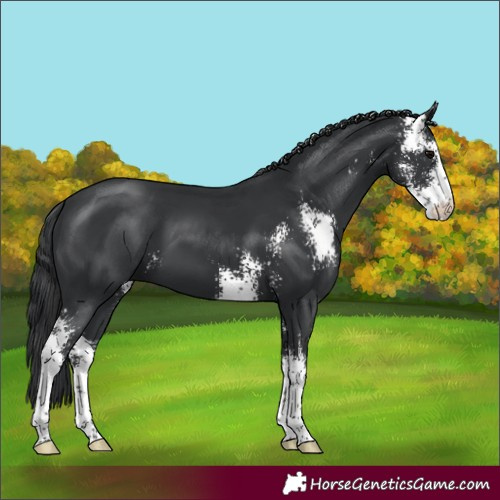Horse Color:Black Sabino