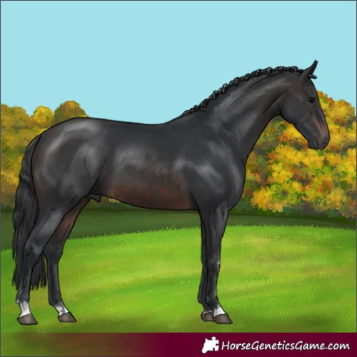Horse Color:Brown 