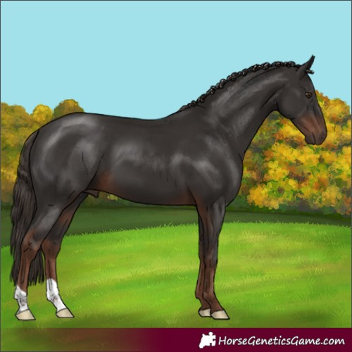 Horse Color:Liver Chestnut 