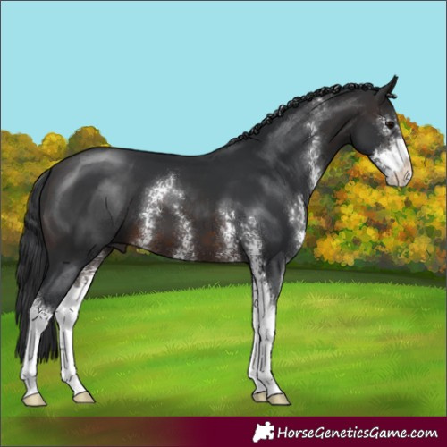 Horse Color:Brown Sabino