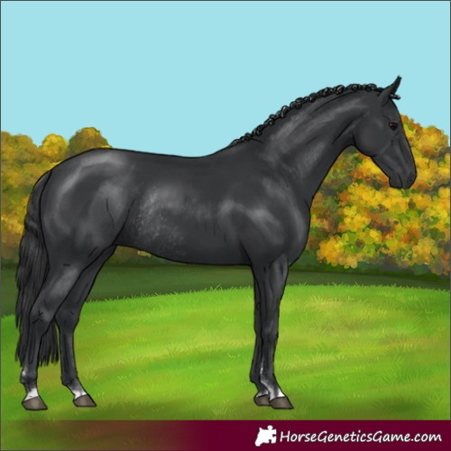 Horse Color:Black Rabicano