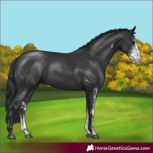 Horse Color:Black Sabino