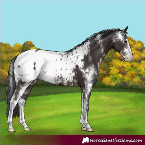 Horse Color:Brown Sabino Appaloosa 