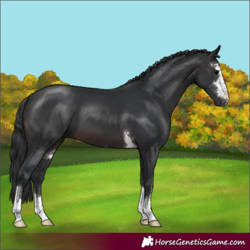 Horse Color:Brown 
