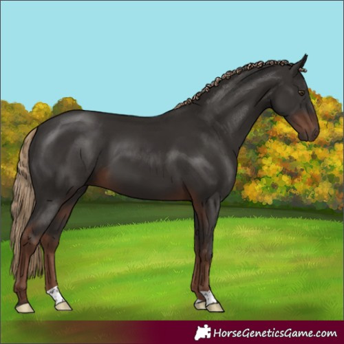 Horse Color:Liver Chestnut 