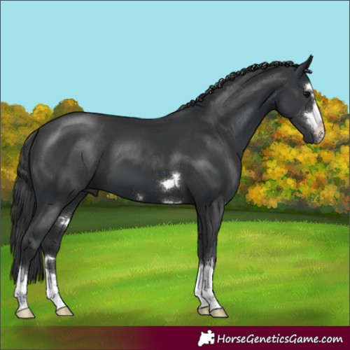 Horse Color:Black 