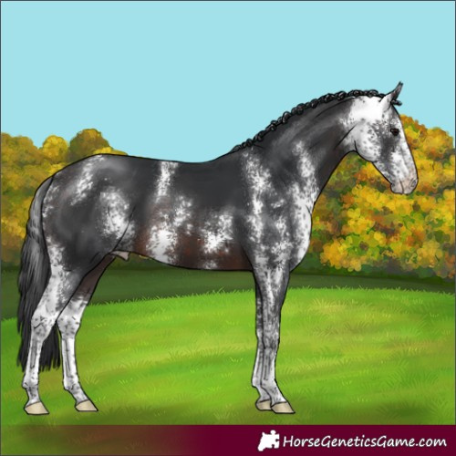 Horse Color:Brown Sabino