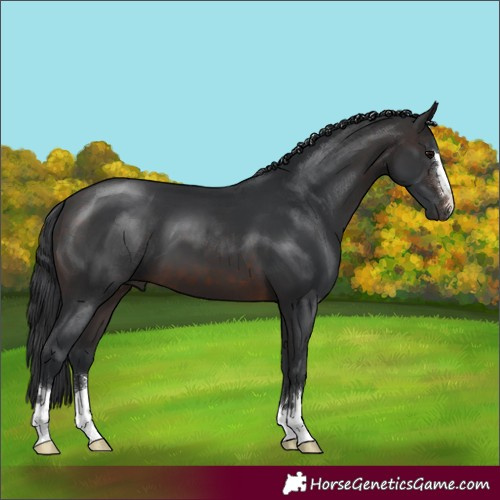 Horse Color:Brown 